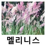 멜리니스 핑크크리스탈 7치화분 : 언니농원