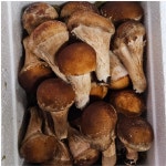 참송이버섯 산지직송 푸드윈도 국내산 일반용 250g : 싹틔움농장