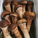 참송이버섯 산지직송 푸드윈도 국내산 일반용 250g : 싹틔움농장
