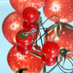 멋쟁이 토마토 키링 틈메이러 에어팟 열쇠고리 2종 : 르페스트