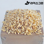 호라산밀 3kg 고대곡물 이집트쌀 : 라이스그린
