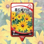 꽃씨 루드베키아 씨앗 1000립 야생화 꽃씨몰 : 하우투팜