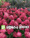 유럽목수국-본 파이어 C2포트 여름 본파이어수국 : 산골정원