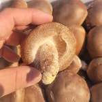 국내산 표고버섯 2kg 생표고 화고 : 옥도리네