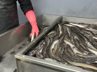 엄마수산 자포니카 풍천 민물 장어 구이 덮밥 캠핑 요리 : 주식회사 엄마수산