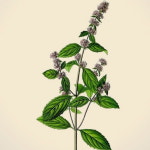 순수 100% 페파민트 오일 15ml 호주 오가닉 아로마 에센셜 오일 Organic Essential Oil Peppermint 호주 직구 : 오즈코마켓