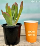 호빗유통리리제과 | 다육이 호빗 다육 식물 : 리리창꼬
