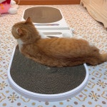 고양이 수직 스크래쳐 장난감 각도조절 리필 대형 쇼파 화이트 : 캣앤젤