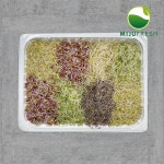 농업회사법인(주)미주후레쉬 | 새싹채소 500g : 미주후레쉬