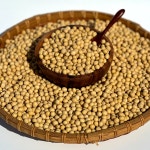 2025년 국산 햇 백태 메주콩 두유콩 콩국수용 1kg : 쌀콩상점