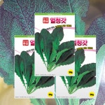 얼청갓씨앗 30g 3봉 갓 종자 김장채소 아시아종묘 : 태웅씨앗자재마트