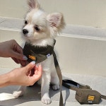 아미(ARMY) 강아지목줄 반다나 스카프 반려견 소형견 중형견 케이코코펫 : 케이코코펫