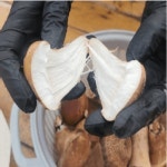 참송이버섯 산지직송 푸드윈도 국내산 일반용 250g : 싹틔움농장
