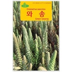 청농 와송씨앗 5000립 약재씨앗 민속씨앗 그린와송씨앗 청와송 : 적린