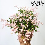 핑크트리안 소품 핑크브리즈 거실 음지 그늘 키우기쉬운 행잉플랜트 실내공기정화식물 : 청년모종