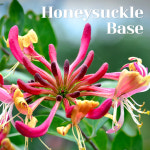 조향베이스 허니써클 100ml Honeysuckle 조향 원료 재료 오일 아이리스캔들 : 아이리스캔들