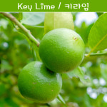키라임나무 나만의라임 Key Lime 라임키우기세트 교육용 체험용 : 나만아는2