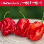 Habanero Avenir / 하바네로 아베니어 페퍼 희귀 고추 매운고추 특수작물 : 나만아는