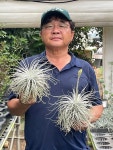 텍토름 텍토람 틸란 : 환성다육농원