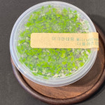 미크네일 | 미크란테뭄sp, 로탈라 블러드 레드 묶음 세트 상품 (청영컵수초)/조직배양수초 무균수초 : 더 플랜츠맵