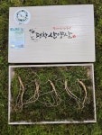 찬한산삼 최명철 | (평창 산양삼특구) 착한 산양삼 7~8년근 5뿌리세트 : 착한산삼 최명철