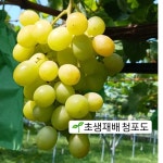 박지혜x청지기농원 청포도 선샤인 4kg : 청지기 농원