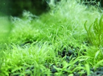 아쿠아텍쳐 | 니그로 워터론 5x5cm 면적 : 오늘도맑음수초