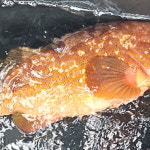아기바리까꿍죽대성수산통영죽림 | 통영 자연산 붉바리 1kg 3마리 - 손질 필렛 붉바리회 : 건강수산