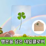 루네아 행운가득 네잎클로버 코팅 카드 생화 : 소서마켓