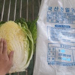유어비마켓 | 해남 절임배추 20kg 절인배추 김장배추 : 유어비마켓