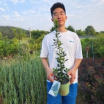 메서베 호랑가시나무 헤켄프라우치 C10화분묘 : 세종원예농원