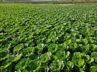 봄동 진도봄동 2kg 겨울동 겉절이 산지직송 : 산지직송먹거리