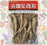 엘에스슈퍼사천남양점 | 도라지 씨앗 1000립 슈퍼도라지 종자 : 농업회사법인 사천원예농업