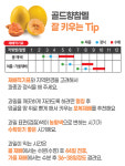 골드향참멜 5립 / 과일 참외 참멜 멜론 씨앗 종자 텃밭키우기 채소키우기 : 초록스타