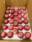 경북 봉화 고당도 고랭지 새콤달콤 꿀부사 미안마 소과 꼬마 한입사과 5kg 산지직송 : 청량산원애플