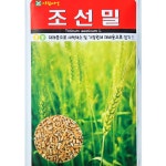 조선밀씨앗 참밀씨앗 30g재래종의국내채종 : 이파주