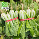 산우물농장식품 | 국내산 아삭아삭 얼갈이배추 농장직송 제철농산물 : 지구식품