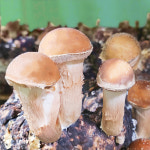 송이뜰농장 무농약 GAP 참송이버섯 가정용 1kg / 500g : 송이뜰농장