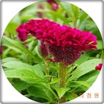 맨드라미 Cockscomb 촛불맨드라미 닭벼슬맨드라미 토종맨드라미 24pot 봄철화단 : 빈의 정원