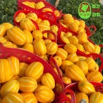꿀 성주 참외 5kg 한입 꼬마참외 제철 미니 못난이 참외 10kg 10키로 : 월간 제철 과일