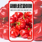 하바네로 파이어 씨앗 10립 세계종묘 종자 모종 씨 작물 야채 캡사이신 향신료 매운 고추 : 슬기로운농약사