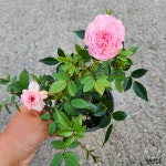 핑크아이스찔레장미 노지월동 조경 다년생 꽃 야생화 모종 미니장미 생화 식물 화분 키우기 : 청년모종