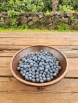 제주 서귀포시 무농약 블루베리 600g 1kg : 제주효돈파머스