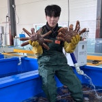 킹콩농수산 활 브라운킹크랩 특A급 프리미엄 수율보장 1.6KG 내외 사계절 러시아 블루 레드 킹크랩 : 킹콩농수산 스토어