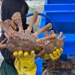 킹콩농수산 활 브라운킹크랩 특A급 프리미엄 수율보장 1.6KG 내외 사계절 러시아 블루 레드 킹크랩 : 킹콩농수산 스토어