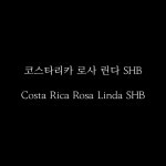 주식회사 로사린다 | 오브제 원두 코스타리카 로사 린다 SHB 200g : 오브제 커피하우스