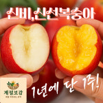 계절보감 프리미엄 고당도 아삭달콤 신비,신선복숭아 특품 백화점납품용 : 계절보감