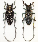 마다가스카르 마쿨라타 하늘소 표본 Stellognatha maculata 곤충표본 : 하멜른