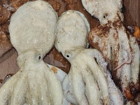 문어사장중고나라 | 국내산 랜덤 돌문어 1kg : 수산물 사장님