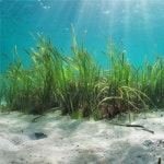 자연愛두피스켈프 | 인조켈프 - sea grass (KP007S, KP007L) : 카스리프팜